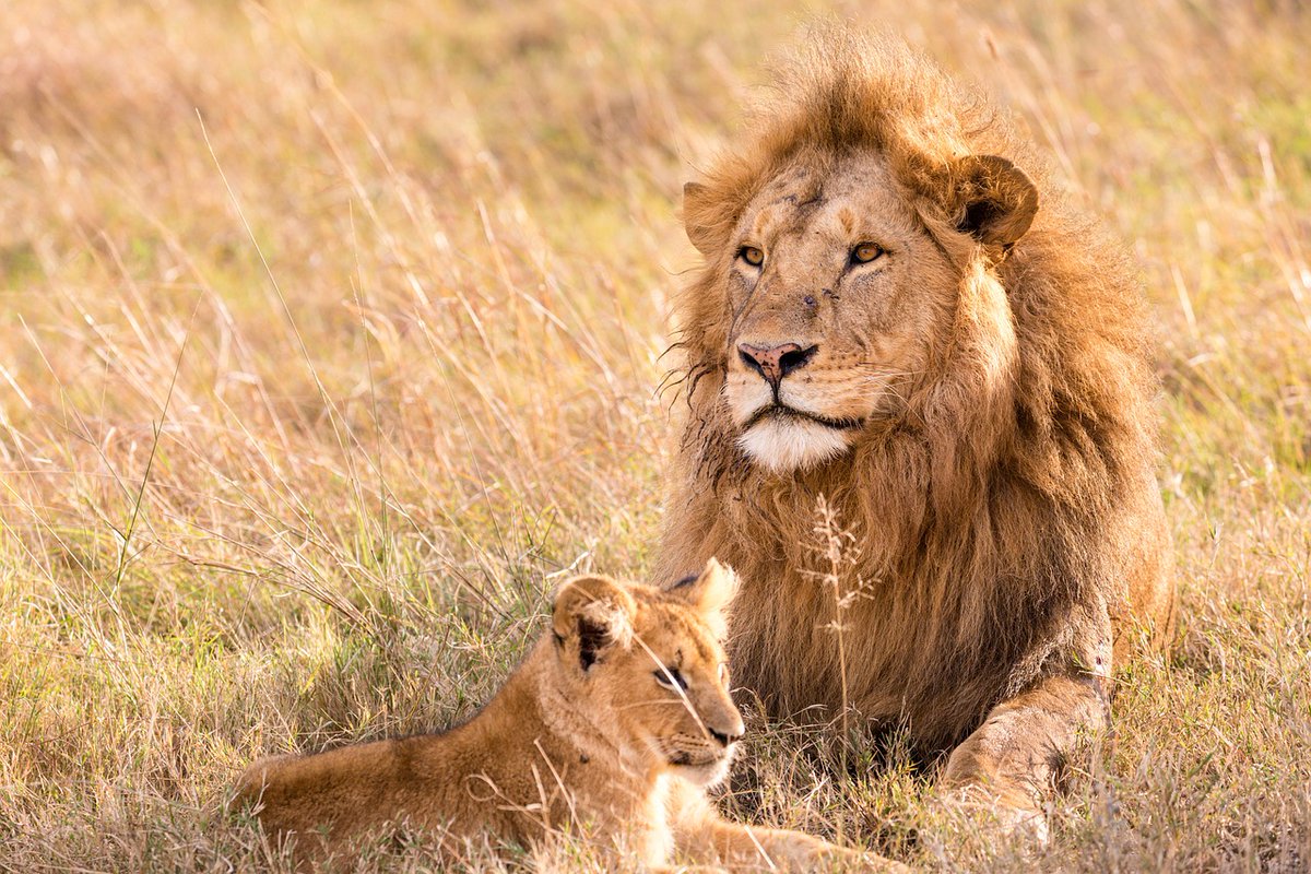 SouriresNomades's tweet photo. En mai prochain, j’embarque ma petite famille en @AfriqueduSud  puis à la @ReunionTourism . 10 semaines de #Voyage  avec nos enfants pour vivre encore plus intensément le présent. https://t.co/6BkmzqX6TC https://t.co/AOFmctJe9m