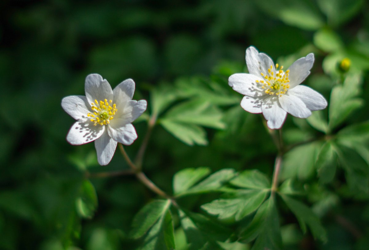 Beautiful anemones in the afternoon sun 🌺

#Denmark #SonyAlpha #NaturePhotography #photooftheday #April9th #TuesdayVibes #TuesdayMood #Tuesday #Flowers #FlowerOfX #Flowerphotography #anemones 

📸Dorte Hedengran