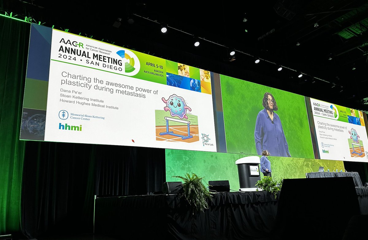 MSK researchers are applying findings from single-cell technology and computational tools toward understanding and treating metastasis. At #AACR24, @dana_peer discussed results from three studies on how cellular plasticity drives cancer metastasis. More: bit.ly/3VOJeaz
