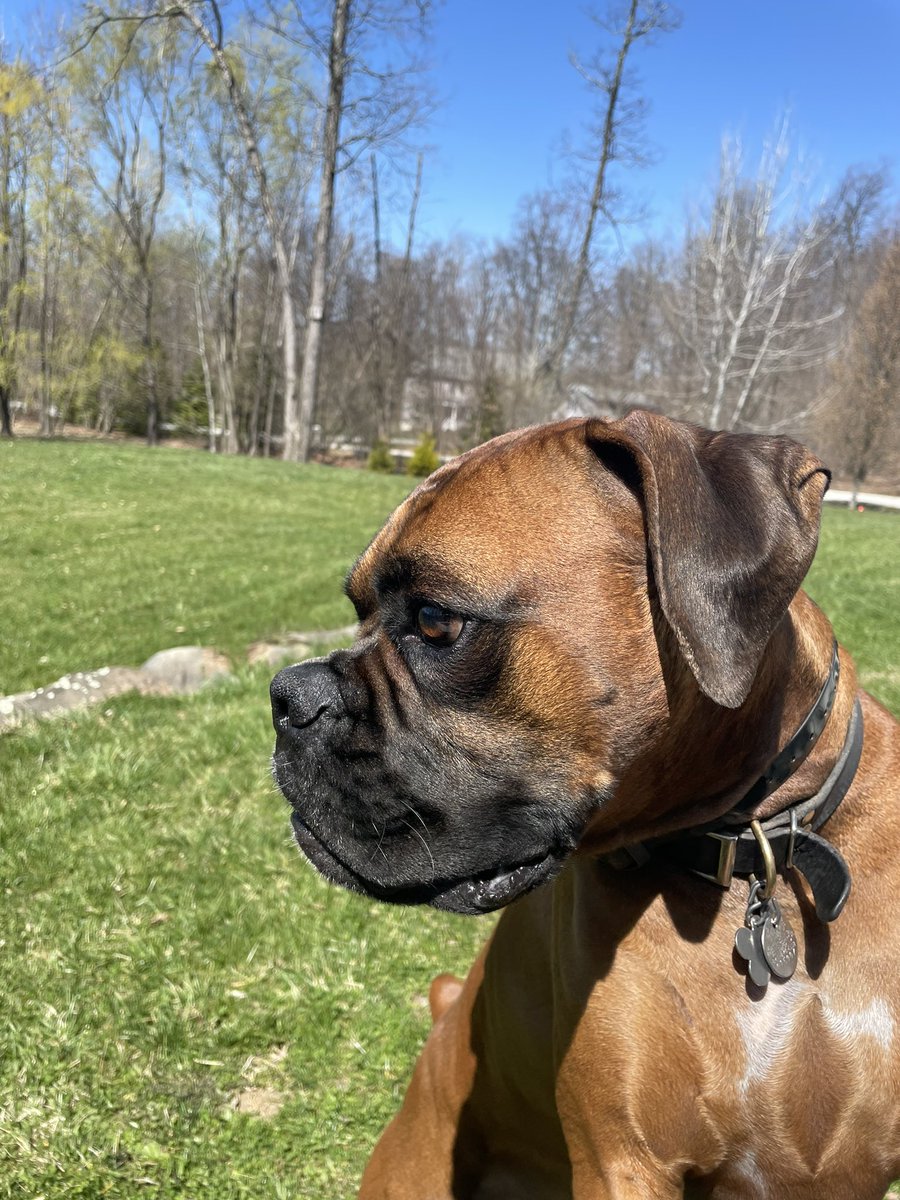 I don’t often get great photos of my #TherapyDog, but today Ozil cooperated. He is my shadow and I love him even when he drools on me #boxers  #dog ❤️he is a real hero