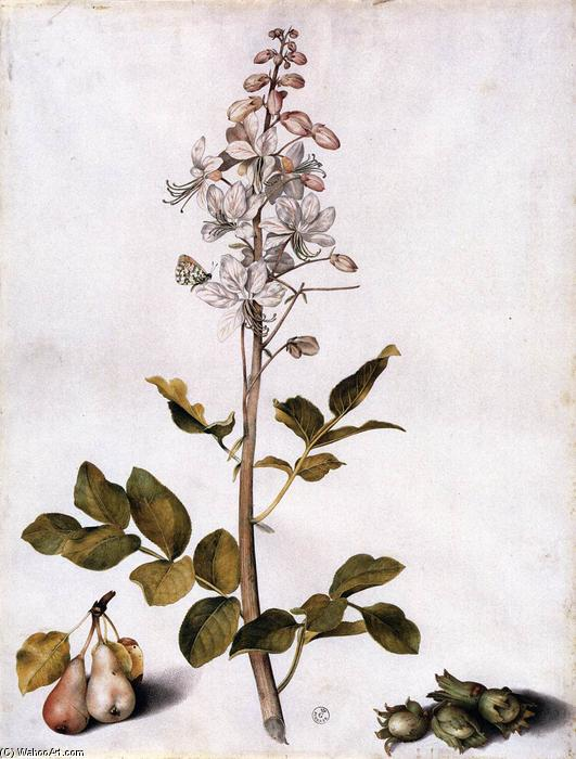 'Orégano de Creta' por Giovanna Garzoni (1600-1670), la artista botánica y miniaturista italiana más importante del siglo XVII. El orégano de Creta era una planta medicinal, usada popularmente como antiinflamatorio, antiséptico y afrodisiaco.