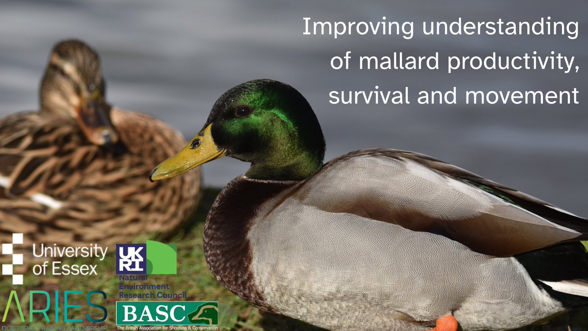 Despite being a ubiquitous feature of UK wetlands, there is still much we don’t know about mallards. I’m a 1st year PhD student at @EssexLifeSci aiming to change that by studying mallard survival, productivity & movement 1/6 #BOU2024 #BREAK1