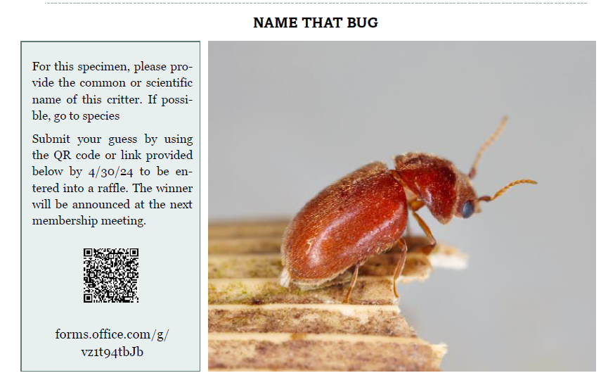 GNOPCA's tweet photo. Every quarter, there is a raffle if you can name the bug that it pictured below.  Scan the QR code or visit https://t.co/O0lN6XC6Hg to enter your guess.  The winner will be announced at the next meeting and posted to X https://t.co/eEqerz6sdk