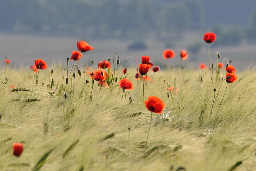 Happy is he who can with his vigorous wing Soar up towards those fields luminous and serene . . . – Who hovers over life and understands with ease The language of flowers and silent things! ~ Charles Baudelaire, “Elevation” 09.04.1821 - 31.08.1867 · © Excalibur67 / Flickr