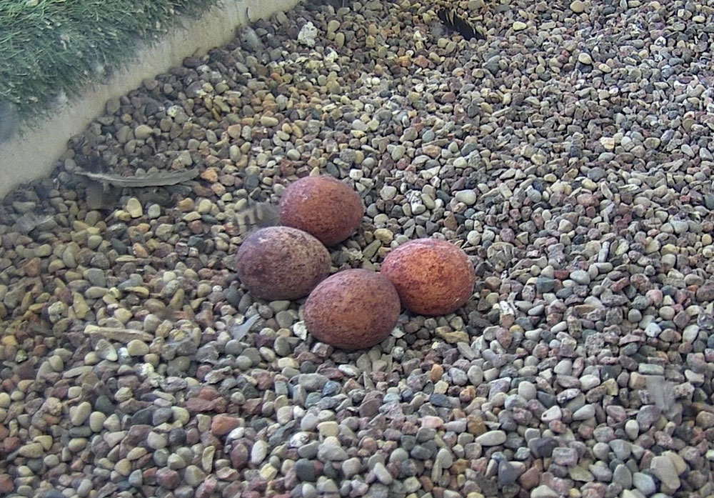 MGEMadison's tweet image. FALCON UPDATE: We're happy to report that the #mgefalcons have four eggs, or a "full clutch," in the nesting box atop Blount Generating Station.