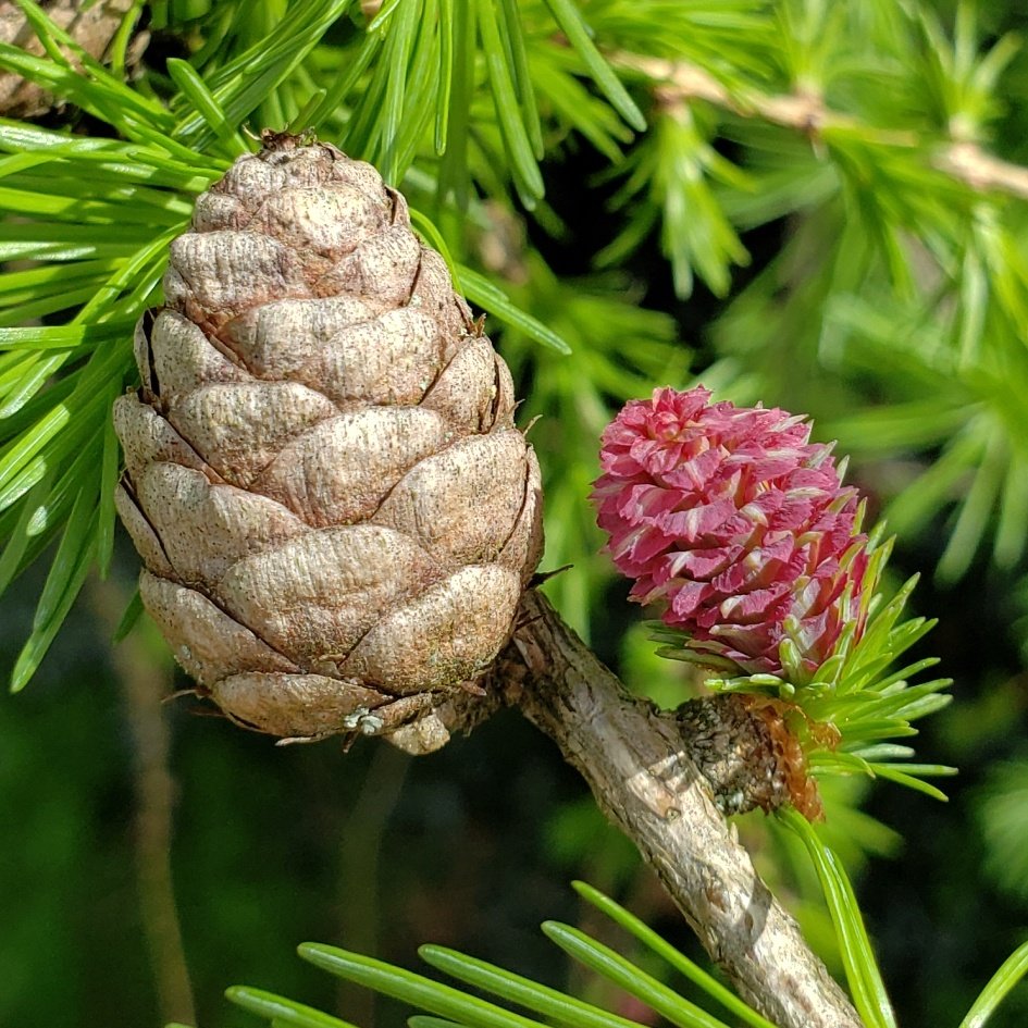 Any Larch trees in Exmouth? Wonderful pink flowering female cones, next to an old cone from a previous season (on a tree at Exeter Hospital).