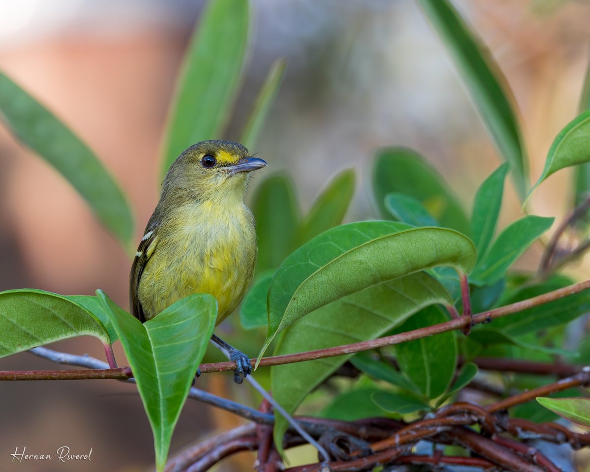 Mangrove Vireo (Vireo pallens)
Ladyville, Belize
April 2024

#BirdsOfBelize #BirdsSeenIn2024 #birds #birding #birdwatcher #BirdTwitter #birdphotography #BirdsOfTwitter #naturelovers #BBCWildlifePOTD