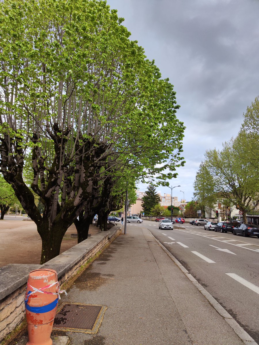 Juro que estos árboles estaban pelones hace una semana xd
Grande la primavera 
🌼🌸 🪷 🌷 🌹🤌🏼