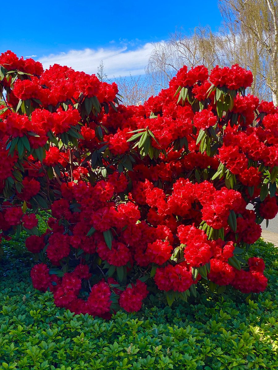 These flowers are so beautiful I took a photo every time 😍🥰 I would like to sow these flowers for peace ✌️ in every person 🌺Because someone has such beautiful flowers inside can only be a good thing 🤗🤗🤗😍🥰✌️❤️