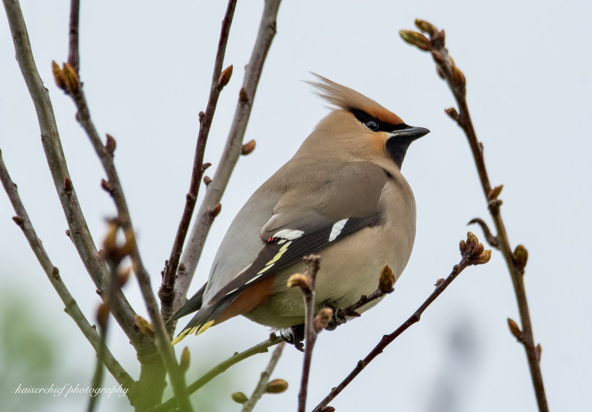 Waxwings seemed be incarcerated in Biggleswade!🙃@WaxwingsUK @Natures_Voice @MigrationWatch