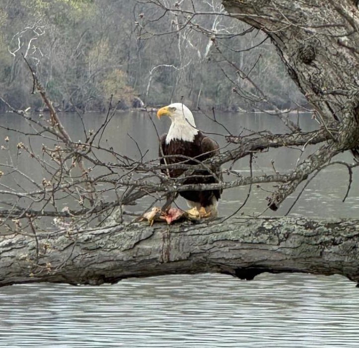 Today at @trumpgolfdc we are blessed with a stunning 75-degree day out on the course. As if that wasn't enough, we were graced with the presence of a majestic bald eagle, adding an extra touch of wonder to our round. 🦅⛳️ #GolfLife #NatureLover #PotomacRiver #trumpgolf #baldeagle