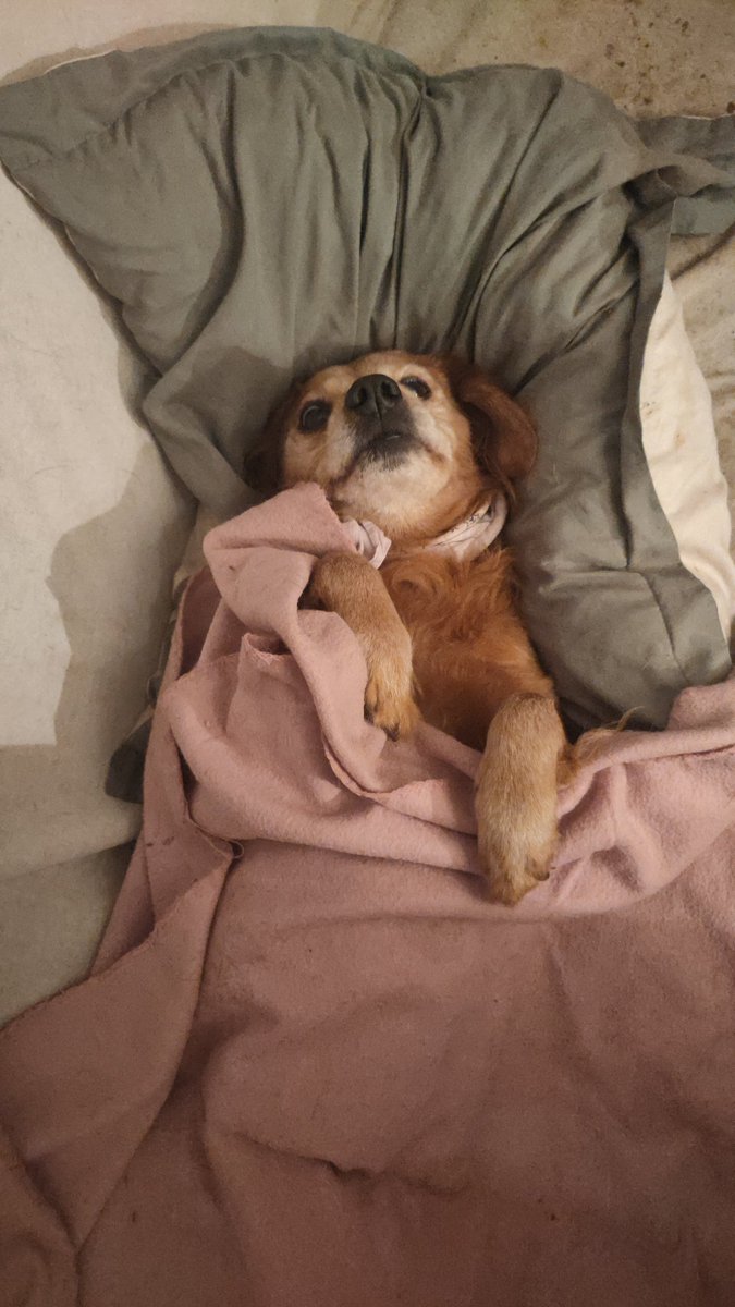 SKYRAMAPU tweet media