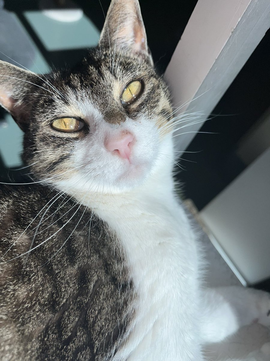 DFW Humane Society tweet media