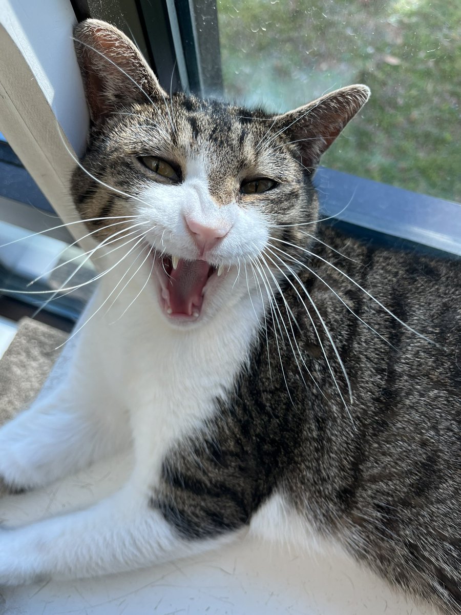 DFW Humane Society tweet media