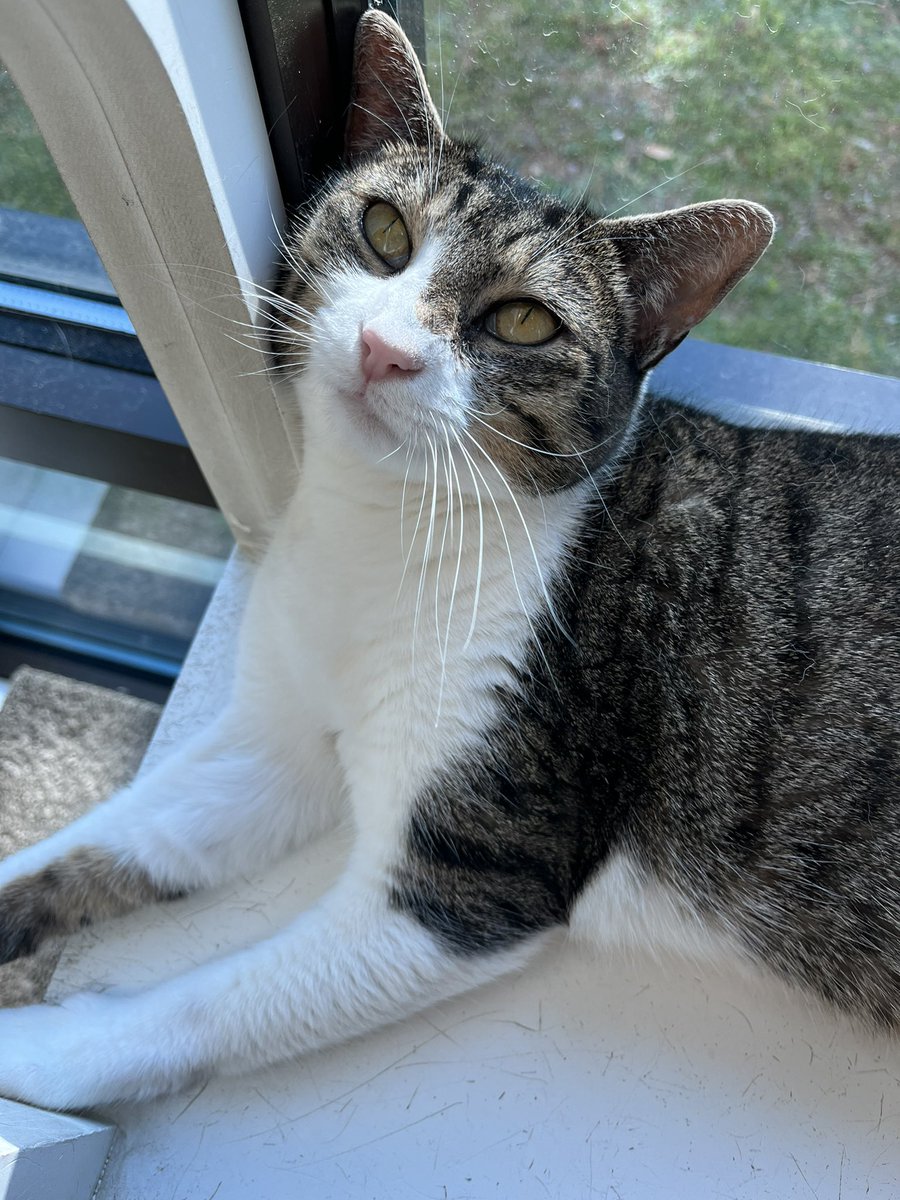 DFW Humane Society tweet media