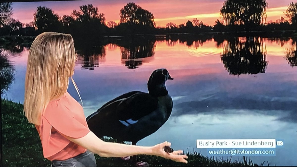 @patlinberg @theroyalparks @TWmagazines @Natures_Voice @SallyWeather @itvlondon @Teddington_Town @TeddingtonNub @Visit_Richmond1 @WildLondon @twickerati Congratulations @patlinberg Your beautiful photo was featured by @SallyWeather this evening.