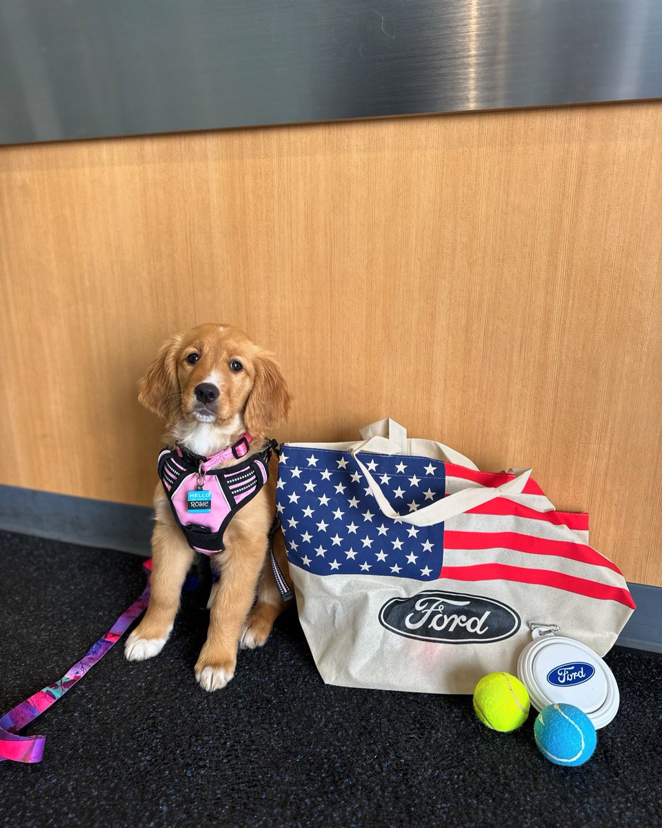 Rosie approves of the work-life-play (emphasis on the PLAY) balance at Shults Ford 🎾 

#ford #servicedog #dogintraining #fordpuppy #fordfamily