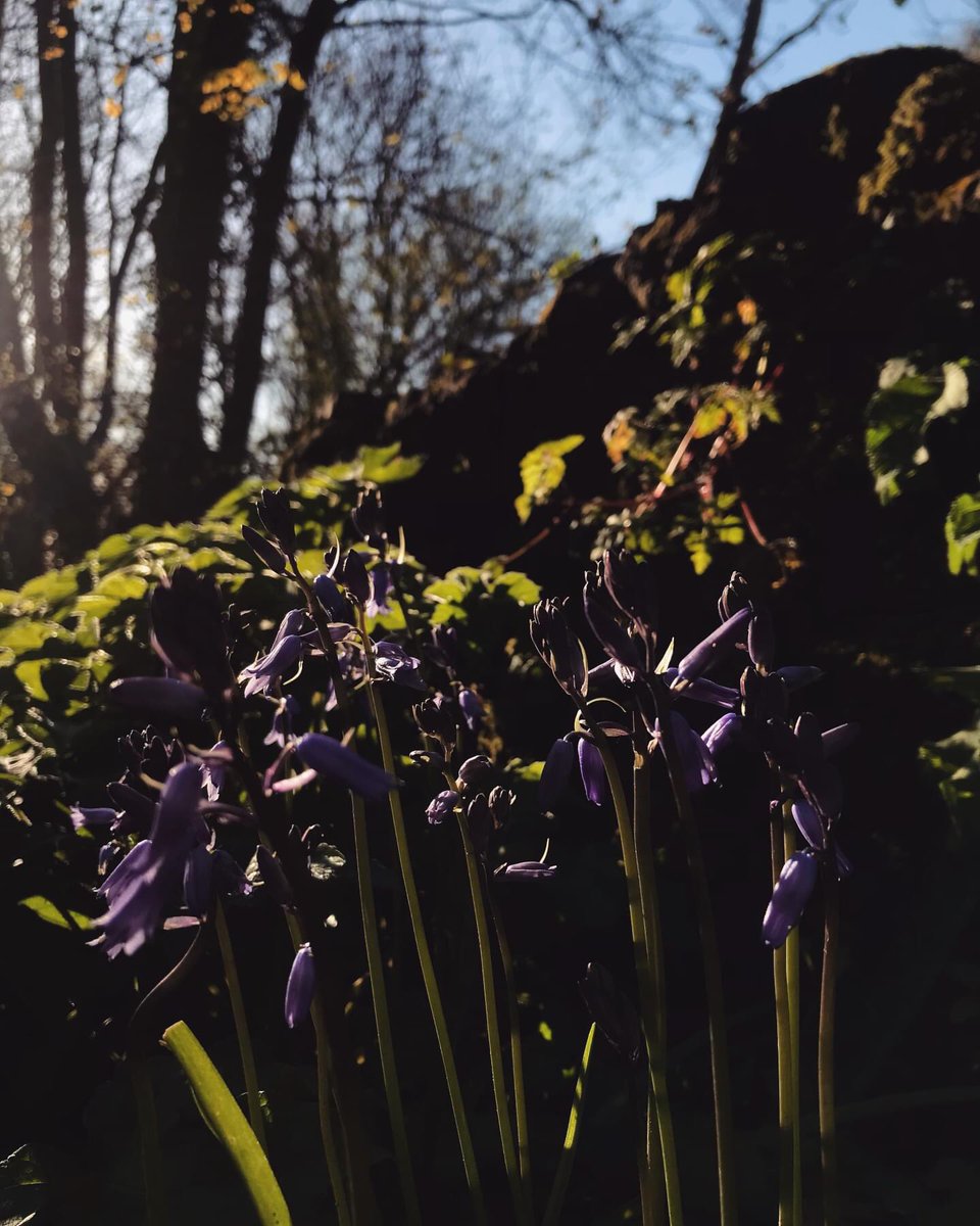 Evening stroll #stroll #walk #bluebells #bluebell #bluebellwoods #april #flower #flowers #flowerstagram #flowerporn #flowerpower #theglen #glenriverpark #park #corkcity #ireland #iphoneonly #filter