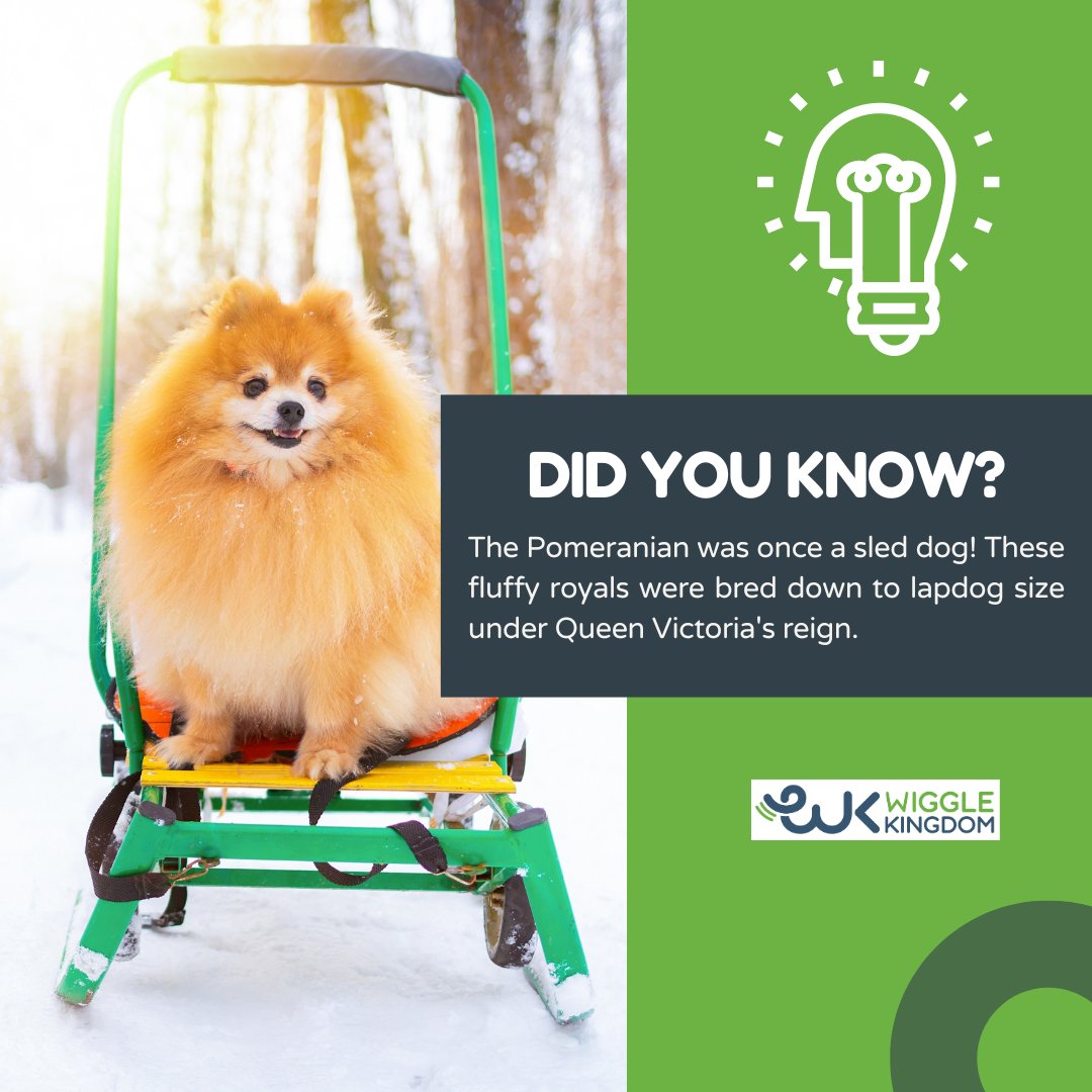 From sleds to sofas 🐾👑 Yes, we're talking about #Pomeranians, the pint-sized descendants of powerful #SledDogs! 🐾❄️ next time you see a Pomeranian prancing around, remember: you're not just looking at a #pet; you're looking at a descendant of history's bravest sled dogs. 🌬️🛷