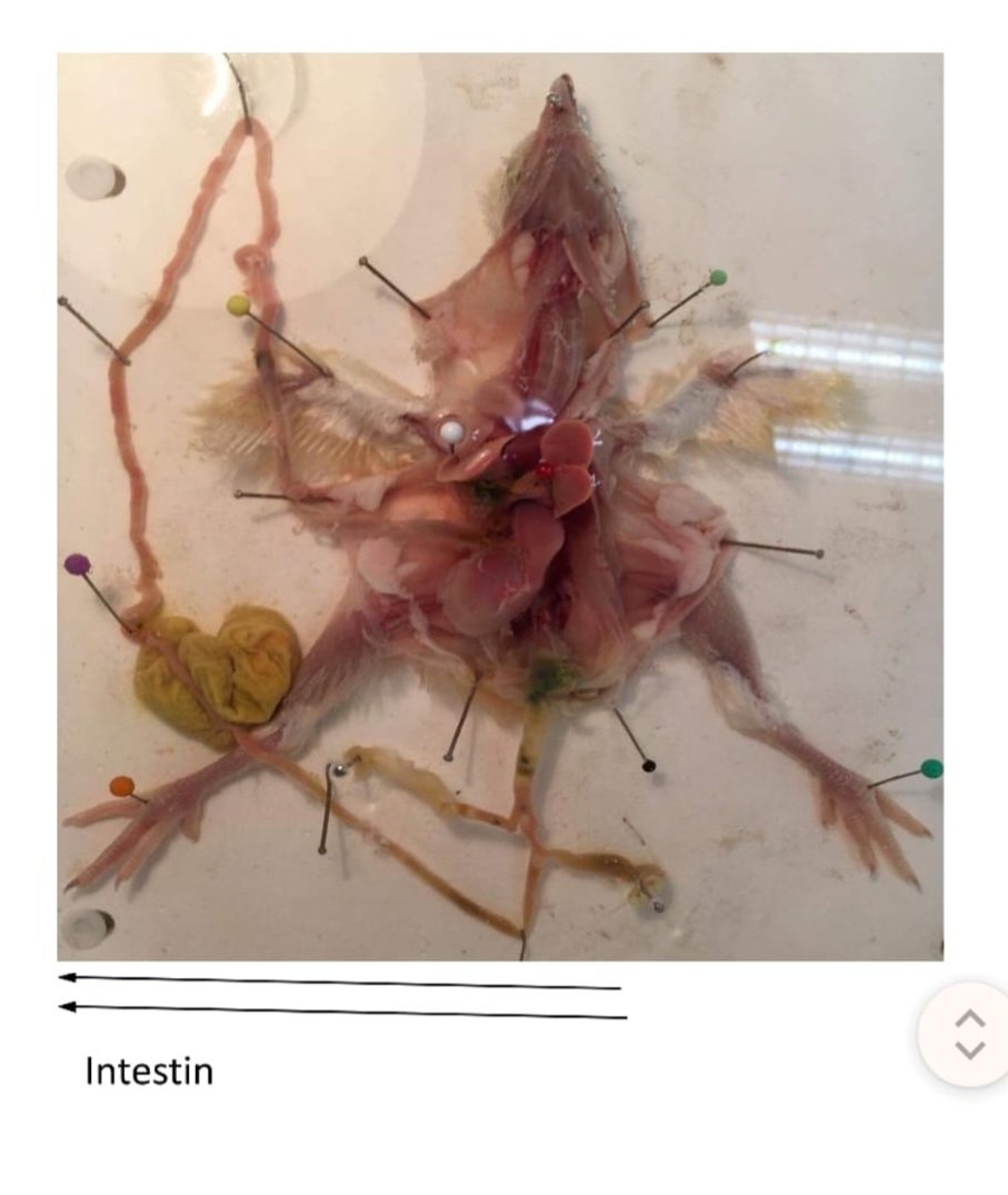 CampBeagleGnt's tweet photo. ❗️💀 Des centaines de poussins, souris, grenouilles, poissons, moutons, criquets et moules sont disséqués chaque année à @UCAuvergne

Cette "science" au coeur etriqué a le mépris du vivant avec des animaux jetables et remplaçables. https://t.co/0MdU6NNCxK