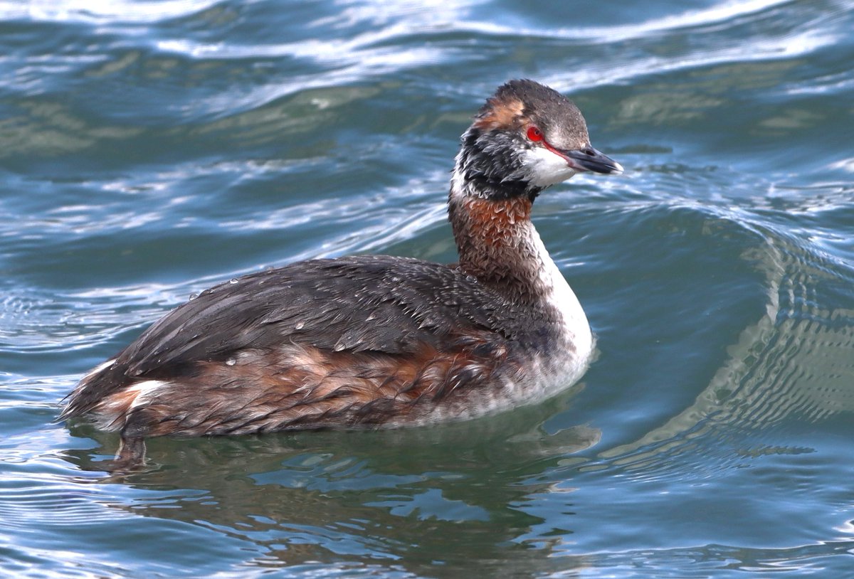This Horned Grebe at Jones Beach is changing into its breeding plumage. Check out that red eye. Seen last Sunday on the South Shore Audubon walk.