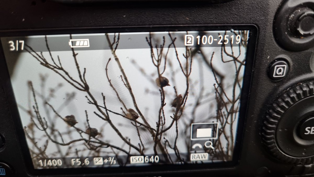 Well that was unexpected!! 25+ Waxwings in trees adjacent Moorhall Marsh, Stourport just!! #WorcsBirds