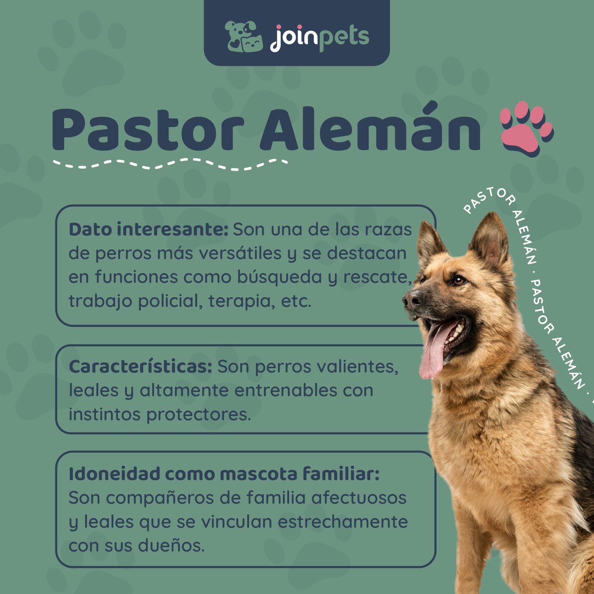 🐾 Datos sobre la raza de perros Pastor Alemán 🐶

#pastoraleman #perros #amantesdeperros #cachorro #mascotas #mascotasfelices #curiosidades #sabiasque #curiosidadesdeperros
