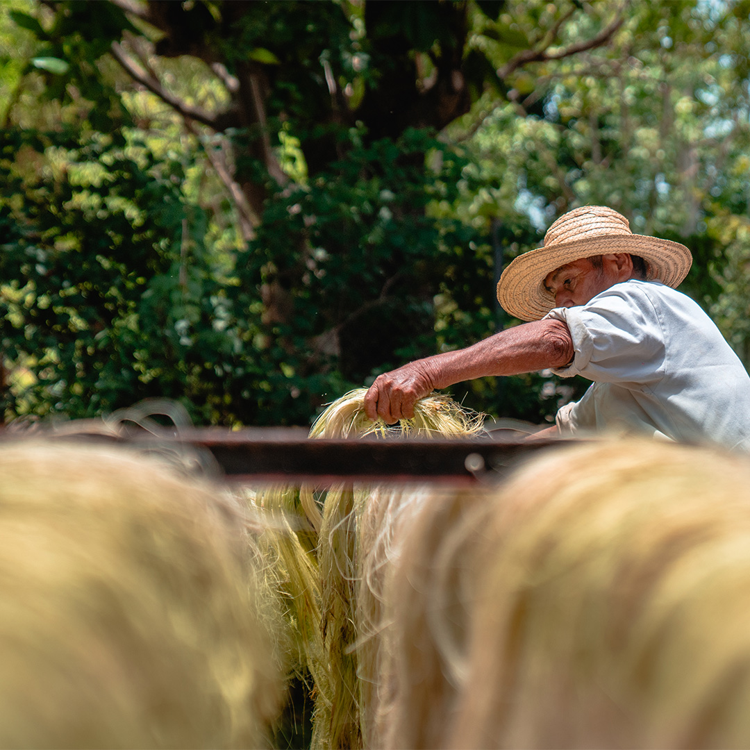 ¡Conoce la única hacienda en funcionamiento en Yucatán! 🤩✨ ⭐️ Su nombre es Hacienda Sotuta de Peón. Aquí podrás conocer cómo era el proceso henequenero, comer ricos bocadillos yucatecos y nadar en un bello cenote 🙌 Más de esta experiencia, aquí 👇 yucatantoday.com/rutas-y-tours