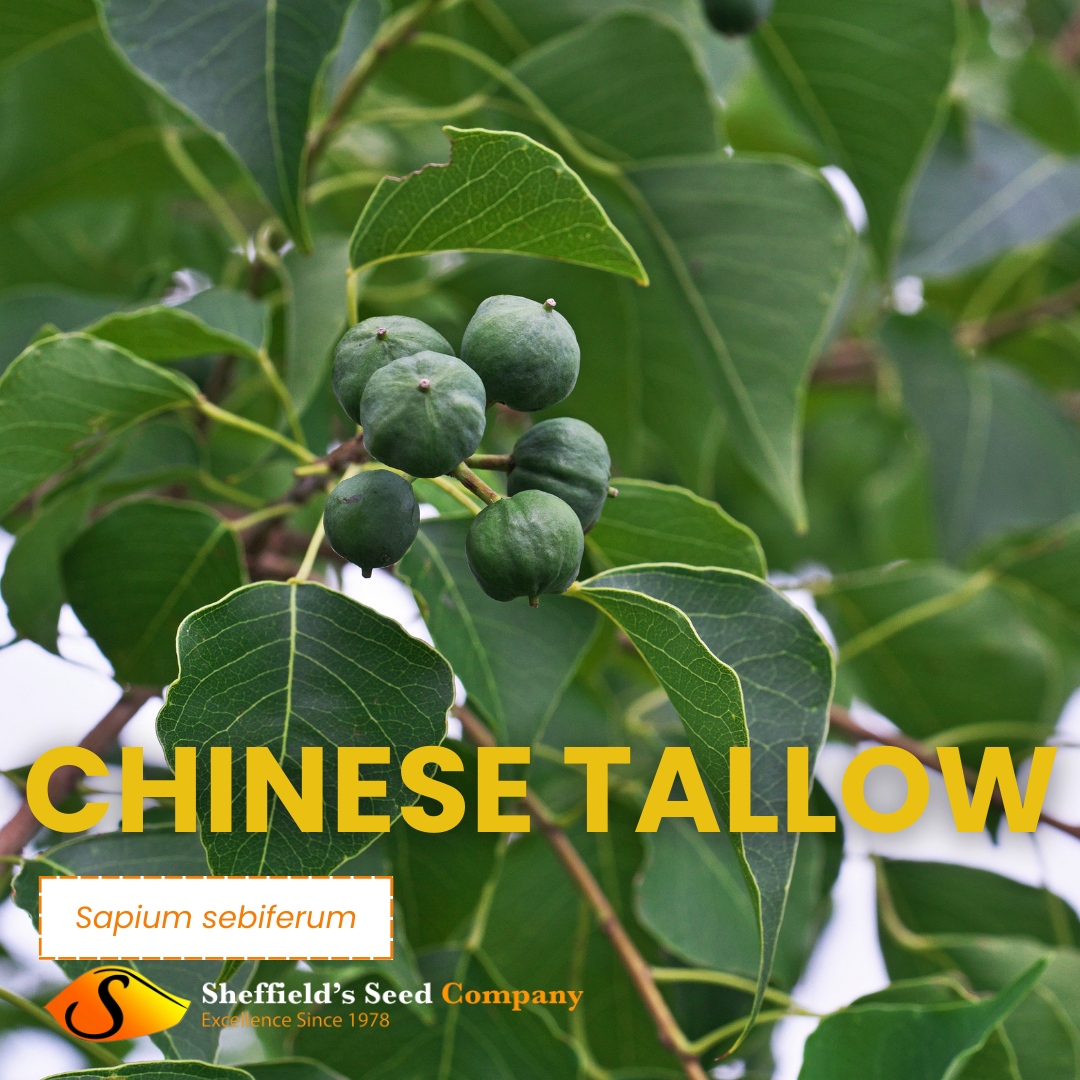 Discover the potential of Sapium sebiferum, also known as the Chinese tallow tree, as your next eco-friendly biofuel source!
Explore more about this remarkable tree and its growing tips at Sheffield's Seed!
sheffields.com
#BiofuelPotential #GrowYourOwn #SheffieldsSeedCo