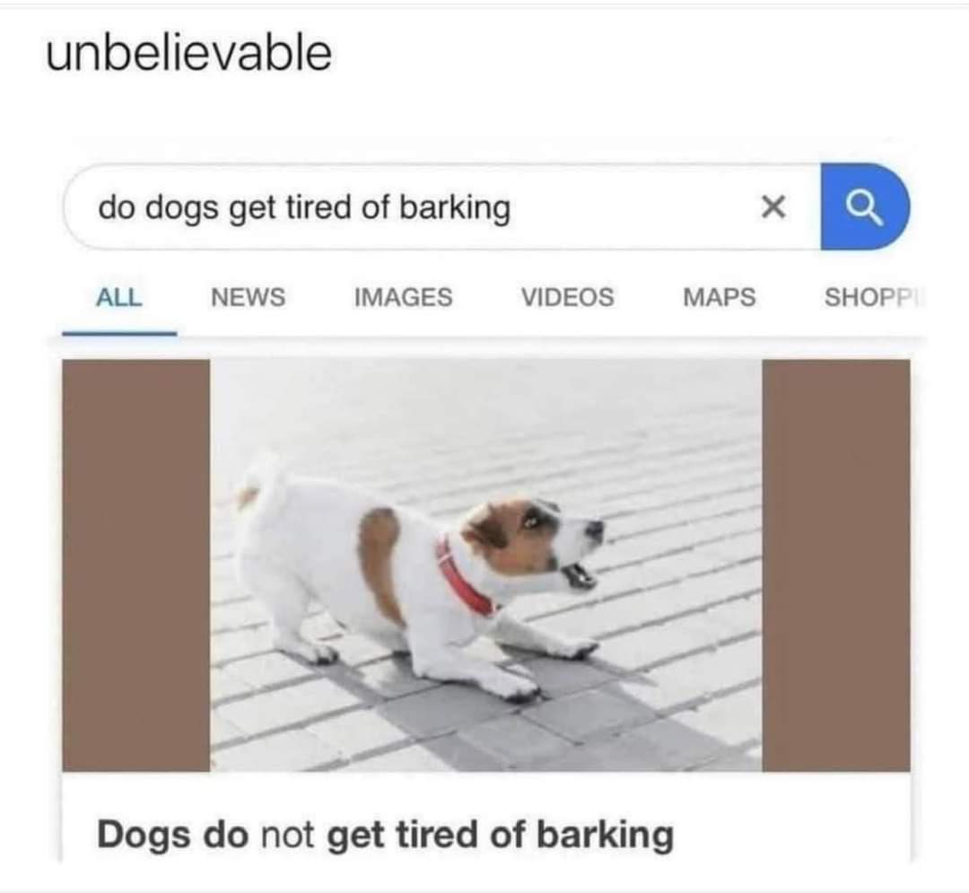 DogMomNews's tweet photo. Now we know!! 🤣

#dogmomnews #dogmemes #dogsoftwitter https://t.co/TQyw0Pq50s