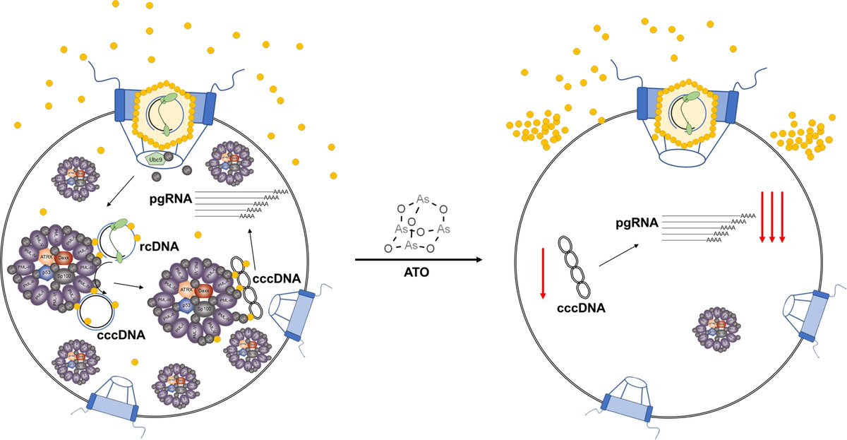 ATO treatment as a therapeutic approach against HBV infections, repressing viral gene expression, replication as well as the stable cccDNA pool at low micromolar concentrations by affecting the cellular function of PML-NBs. @SabSchreiner journals.asm.org/doi/10.1128/sp…