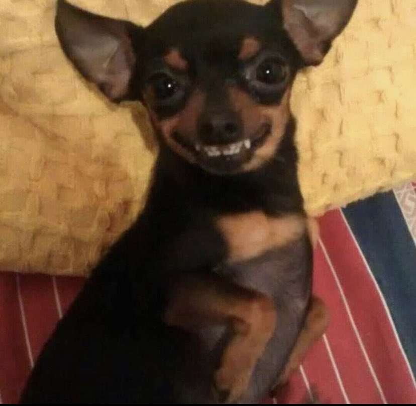 badgaldodora's tweet photo. A TEKINHA CHARMOSA MORREU MEU DIA ACABOU 😭😭😭😭😭😭😭😭😭😭😭 https://t.co/DOSVZhxuo1