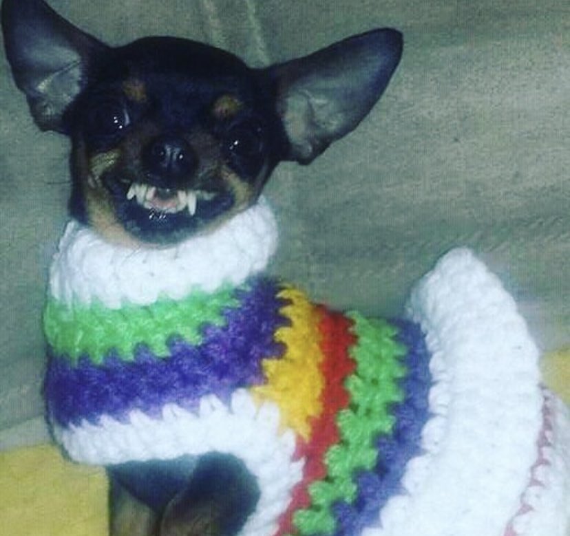 badgaldodora's tweet photo. A TEKINHA CHARMOSA MORREU MEU DIA ACABOU 😭😭😭😭😭😭😭😭😭😭😭 https://t.co/DOSVZhxuo1