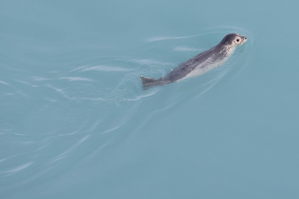 This excellent photo of a harbor seal (Phoca vitulina) shared courtesy of Glacier Bay visitor G. S. Boebinger. Learn more about harbor seals and research being done in Glacier Bay: nps.gov/glba/learn/nat…