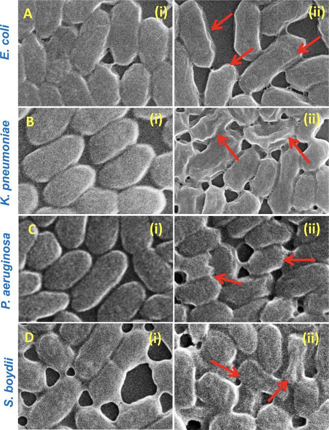 Recent study from my lab : Moist Heat Synthesis of Magnetic EGCG-Cappedα-Fe2O3 Nanoparticles and Their In Vitro and In Silico Interactions with Pristine HSA- and NDM-1-Producing Bacteria pubmed.ncbi.nlm.nih.gov/38162781/