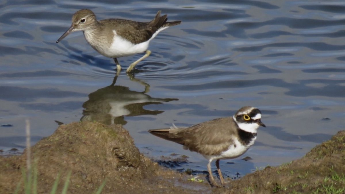 Common Sandpiper & Little Ringed Plover at #uptonwarren’s Flashes today: @WorcsWT @Natures_Voice @RSPBEngland @WestMidBirdClub @BTO_Worcs @upstarts1979 @_BTO @waderquest