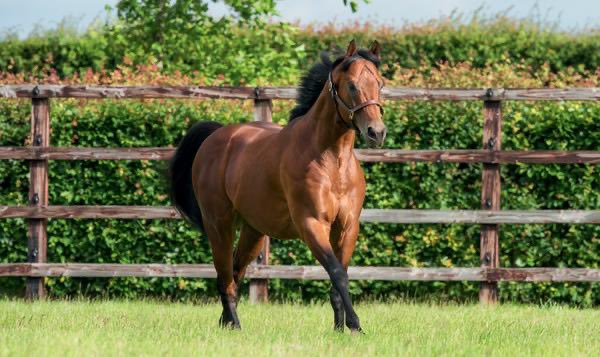 🔵 Four stallions standing at @DarleyEurope’s Dalham Hall Stud in Newmarket have had Stakes winners since Sunday 🔵 DUBAWI FARHH (GB) HARRY ANGEL TERRITORIES 📷: Darley