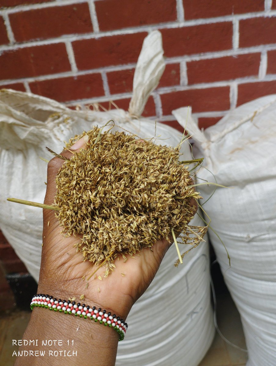 Due to maize seed shortages itabidi mpande nyasi sasa🥲
I'm selling bomarhodes seeds 12k for 14kgs

0703902390
