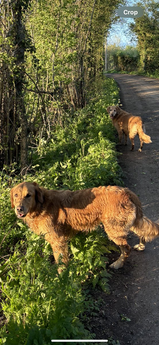 Evening strolls 😀