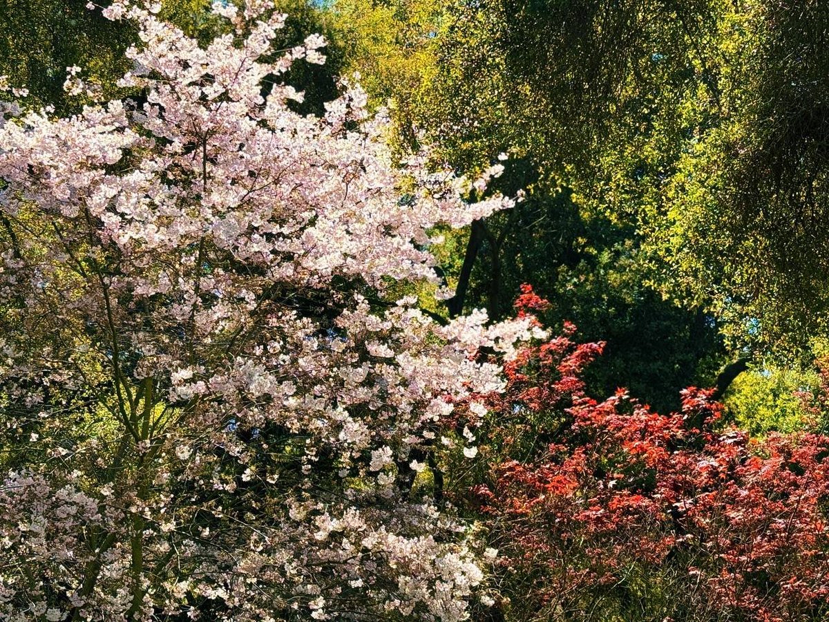 I found a Japanese garden, not big, but very delicate