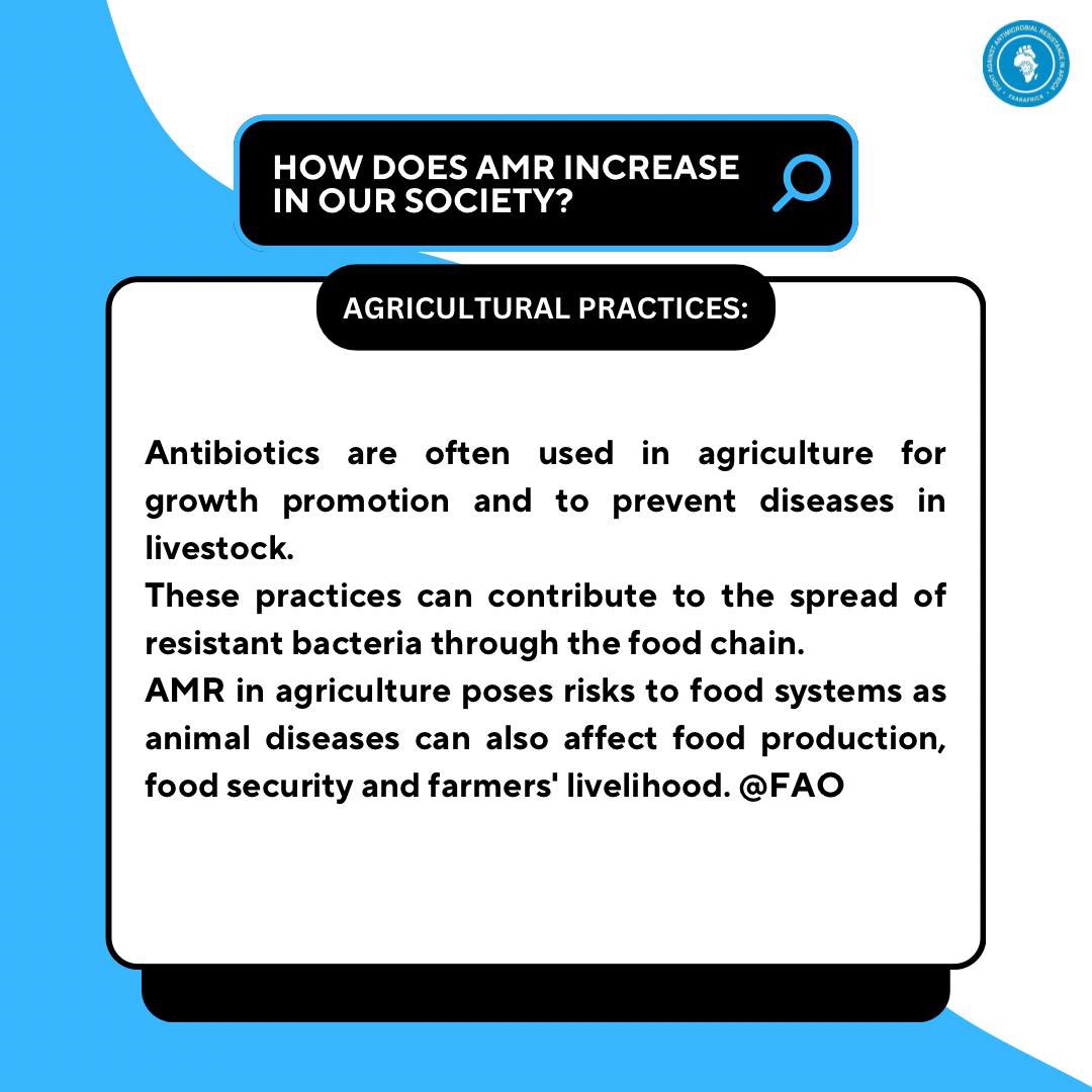 Antibiotic use in agriculture: a double-edged sword. While Farmers often utilize antibiotics to promote growth and prevent diseases in livestock, this also fuels the spread of resistant bacteria, therefore endangering food systems, and farmers' livelihoods. #faarafrica #AMR