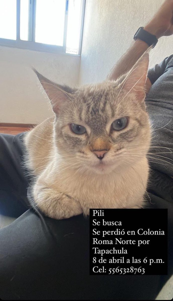 🐱❤️ Gatita perdida!!!!! Se llama Pili. Se perdió el 8 de abril a las 6 de la tarde en la colonia Roma Norte, cerca de calle Tapachula. Su familia la está buscando, RT porfis para que regrese a casa a la brevedad 💕 @FundacionToby @elarcadesatoshi @MascotasSismo @UbicapetMexico