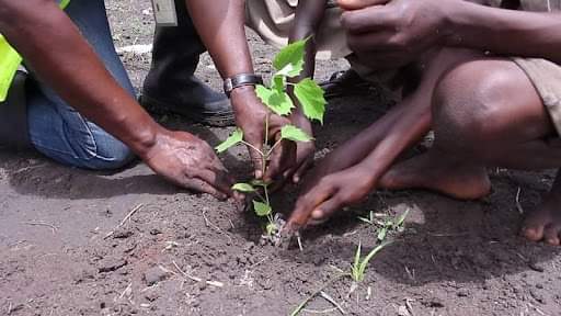 BakhdadO's tweet image. Un Sénégalais un arbre, campagne de reboisement massive pour un SENEGAL Vert 🌴🇸🇳
