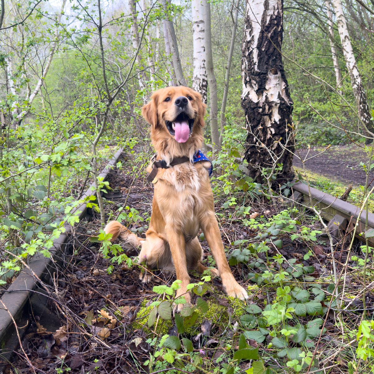 #TongueoutTuesday for Finlay #RedMoonshine on the #FensBranch of #StourbridgeCanal at the old #disusedrailway lines. #BoatsThatTweet #LifesBetterByWater #KeepCanalsAlive #SaveOurCanals #TrainLines #Railway redmoonshine.com