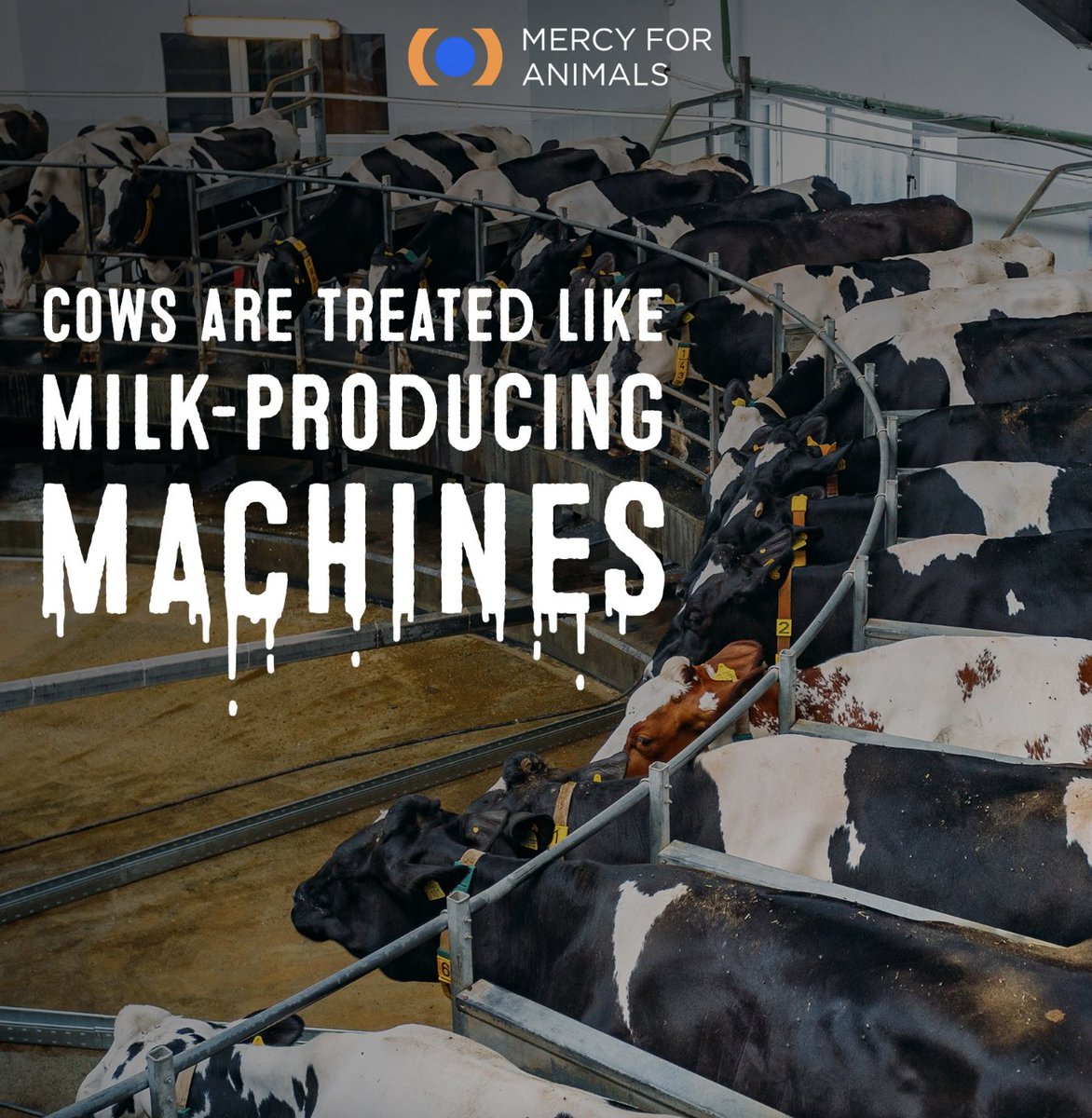 The dairy industry exploits cows until their bodies are exhausted and depleted. Then, they're slaughtered. Stand up against this abusive industry by enjoying more plant-based milk, cheese, and ice cream. 🌱 Want to do even more? Become an Animal Ally: mercyforanimals.org/animalally/
