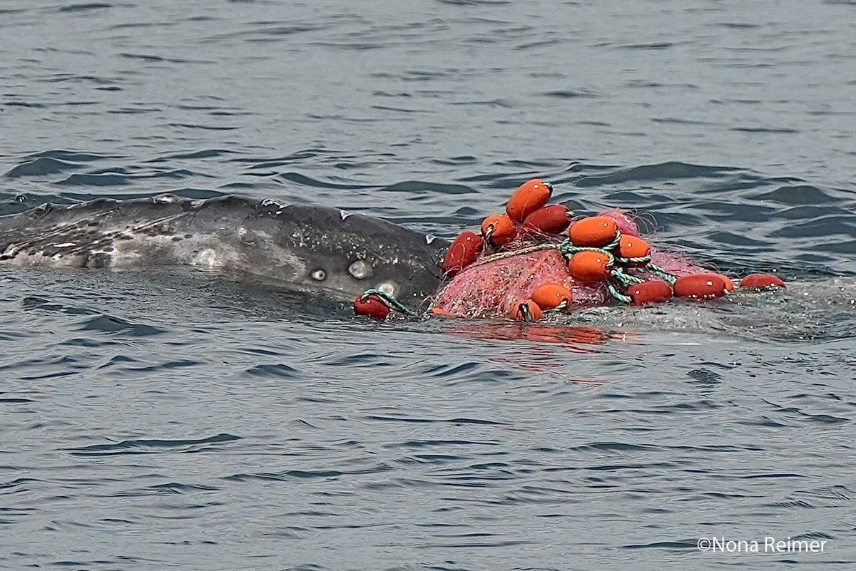 Our oceans need #YesOnAB2220. Calif voters banned use of the type of monofilament net in nearshore waters seen entangled around this recently spotted gray whale. Yet, the gear is still allowed offshore SoCal where it can have consequences like this.