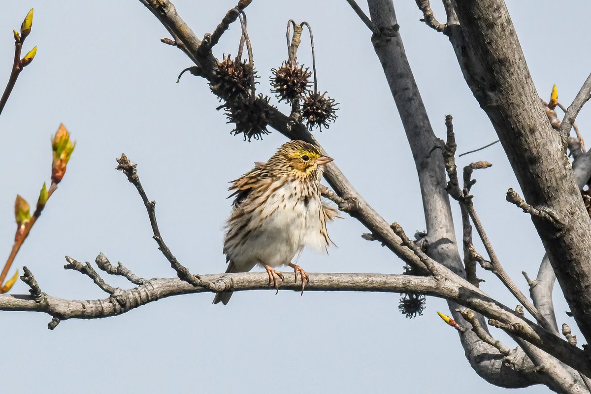 My FOS savannah sparrow, this morning at Meadow Lake, Queens County #savannahsparrow #BirdsSeenIn2024