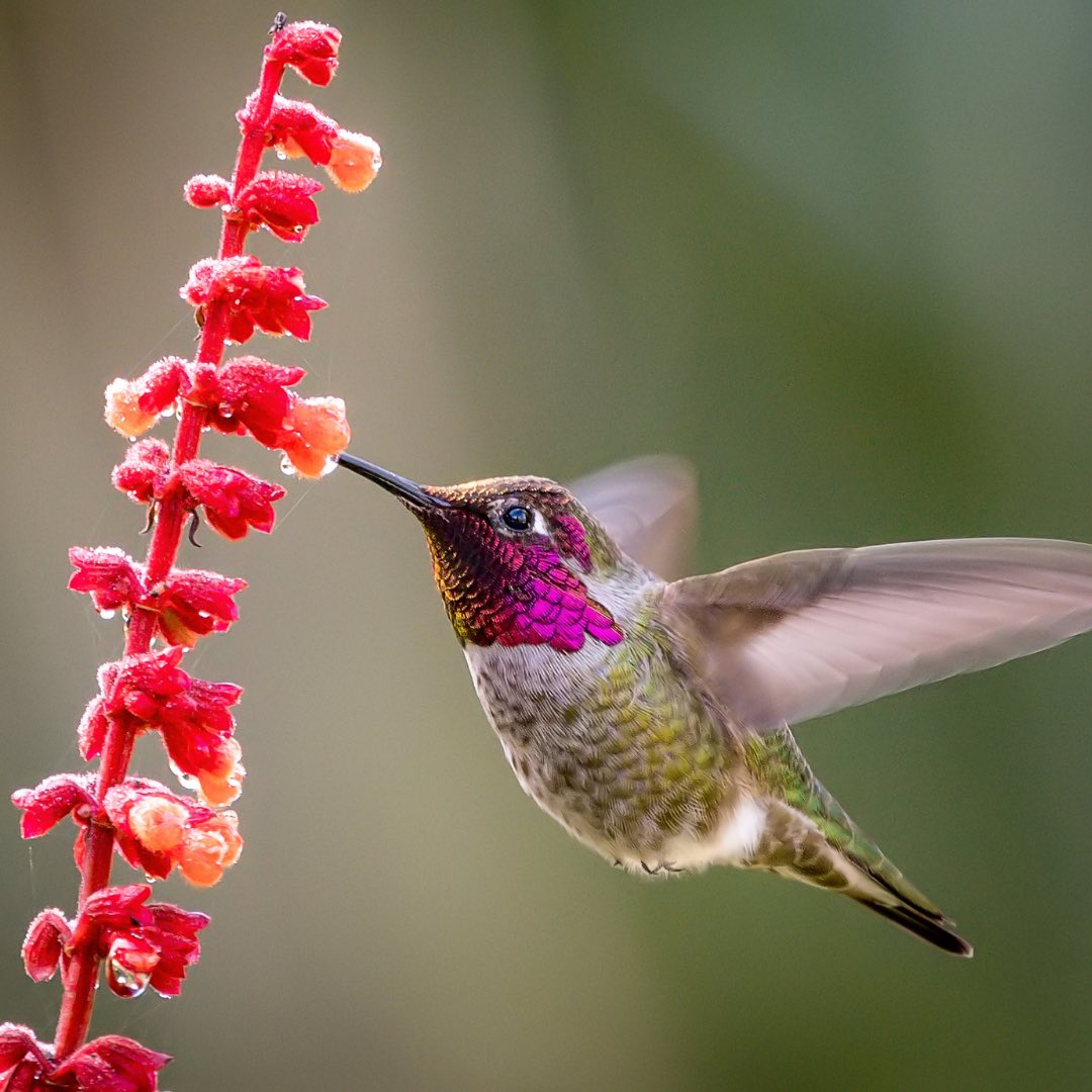 Discover why hummingbirds have stopped visiting your school! In this #CLEANactivity from @globeprogram, students explore seasonal changes impacting hummingbirds. This CLEAN teaching across the curriculum feature is targeted towards art and literacy. Visit tinyurl.com/2mujjhzj