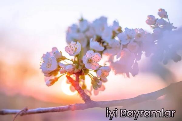 Kırgınlık, kızgınlık, küskünlük mü dedin,
Şekerin çayda çözünmesi gibi geçti gitti.
Yeni bir sayfa aç bu bayramda kendine,
İnsanlara, hayata ve kendine gülümse......
       🌸 İyi Bayramlar Herkese 🌸