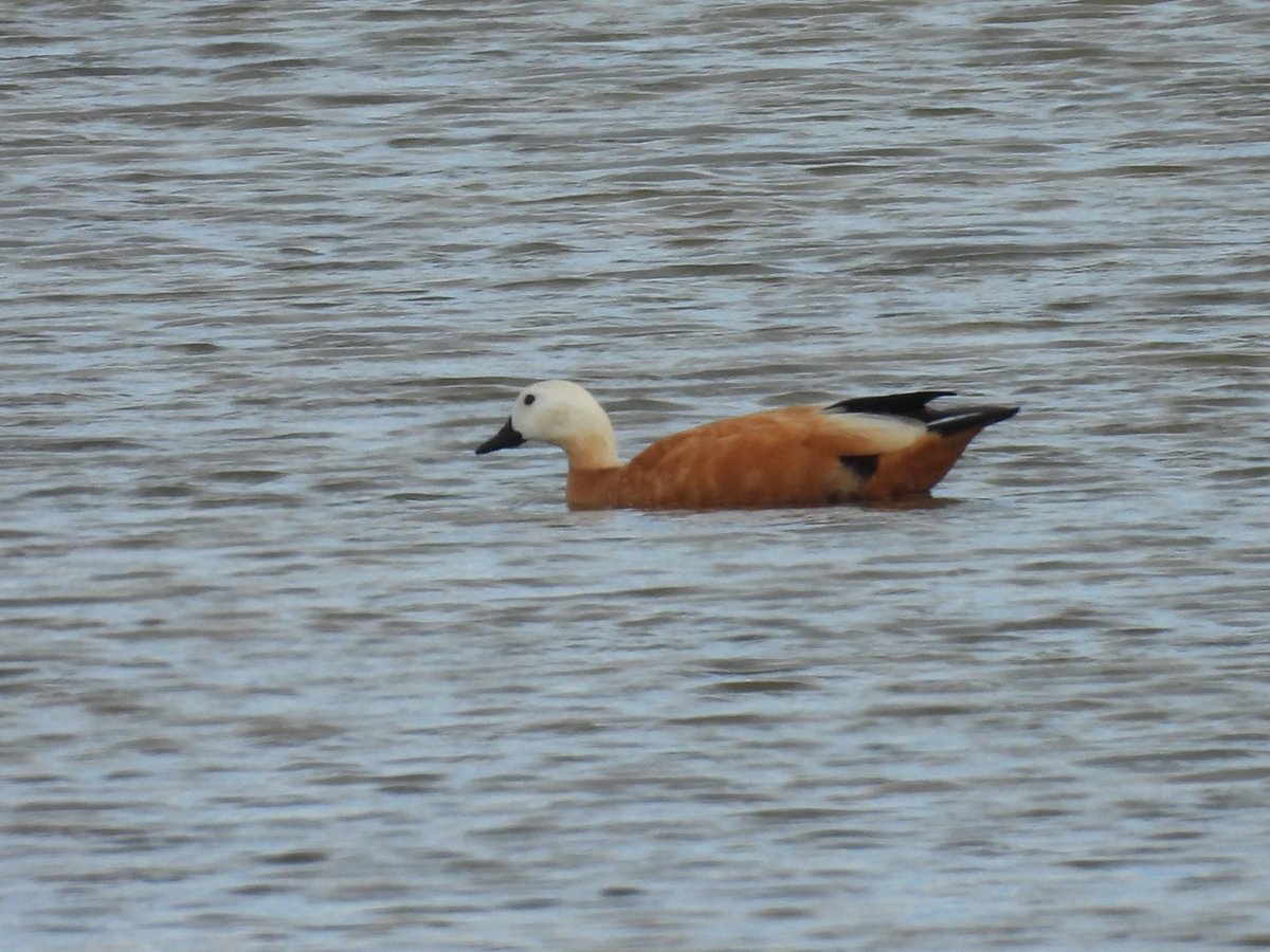 julianallen2009's tweet image. Day 10 Last full day with a mixed result started with dipping the Finch’s Wheatear but still managed some good birding